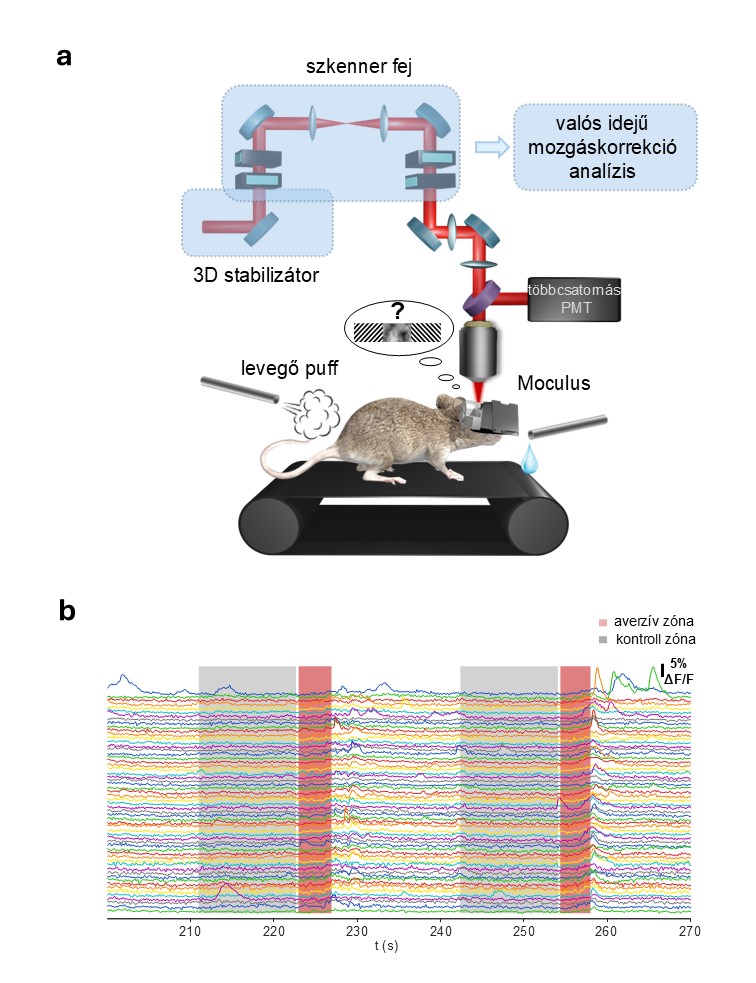 Moculus mérések – a) A kísérleti elrendezés, virtuális valóság szemüveg, Moculus, a kétfoton mikroszkópiai méréssel kombinálva, miközben az egér diszkriminációs tanulási feladatot teljesít. b) A látókéregből (visual cortex) mért kalcium jelek kontrol és averzív ingerek esetén.
